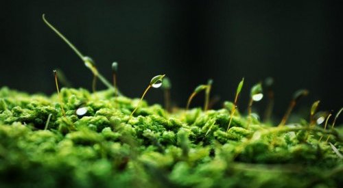 Mibelle debuts new moss based ingredient to harmonize the skin's moisture flow