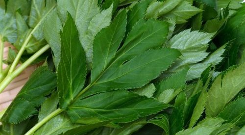 Is ashitaba beauty industry's latest star ingredient?